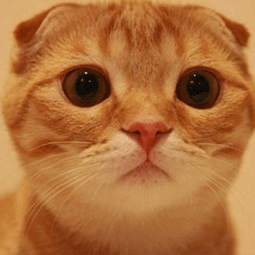 如何自己搭建vps上外网